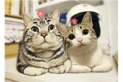 豬貓可樂_卡卡洛普