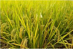 稻米農業土壤flickr-cascade_of_rant