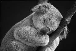 sleepy-koala
