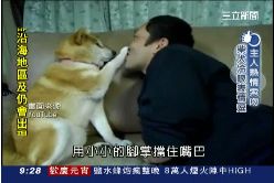 柴犬好會演1600