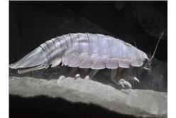 大王具蟲／煎蛋