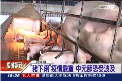 ~豬瘟沒知覺1800