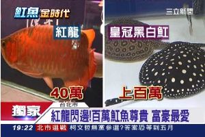 獨／紅龍閃邊！百萬魟魚成富豪新寵兒