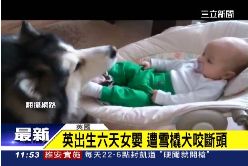 雪橇犬吃嬰g1200