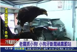 老鷹抓小狗1200