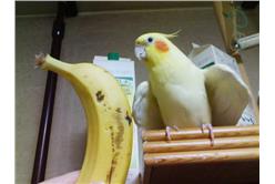 卡卡洛普  香蕉鸚鵡