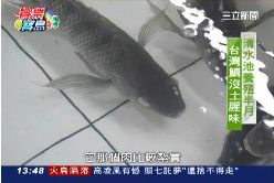 中部美食海陸雙料理1800
