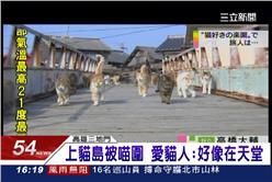 貓,貓島,猴硐,青島,愛媛,日本,毛小孩