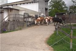 農場,牛奶,乳牛,牛圈,動物(YouTube)