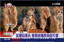 狐蒙,毛小孩,搔癢,動物,哺乳類