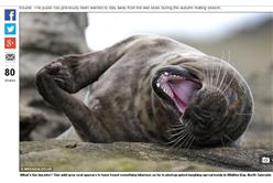 海豹(Mail Online)