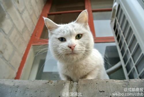 中國北京 紫禁城 貓警衛