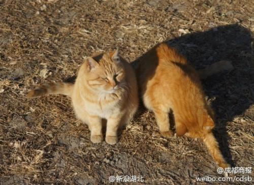 中國北京 紫禁城 貓警衛