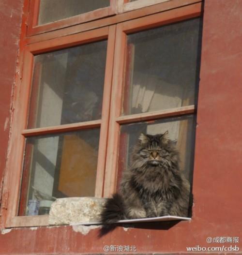 中國北京 紫禁城 貓警衛