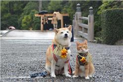 柴犬與花貓_卡卡洛普