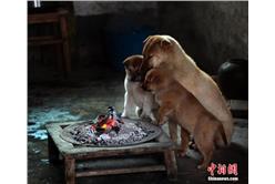 小狗狗取暖