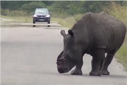 動物,瀕危,犀牛,公園,南非,牛角