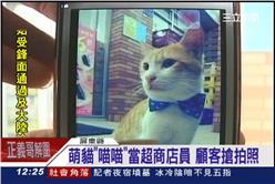 超商,貓,招財,喵喵,尋貓,流浪動物,毛小孩