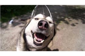 《頭部按摩器與哈士奇》名家卡卡洛普