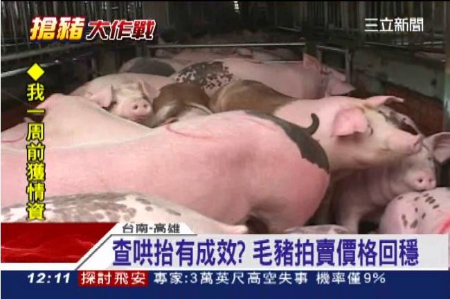 豬價跌零售價沒降　消費者嘆吃不起豬