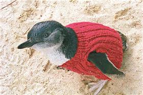 企鵝(企鵝基金會,)