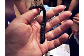 水蛭（攝影／Sarah，cc授權）