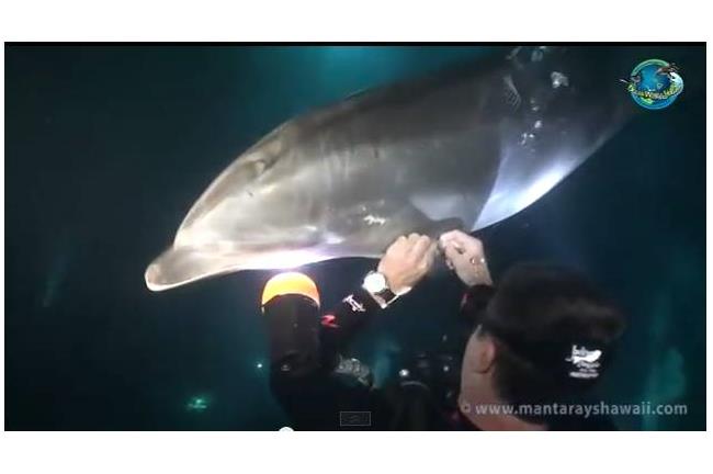 海豚好聰明！魚鰭纏釣線向人類求救！