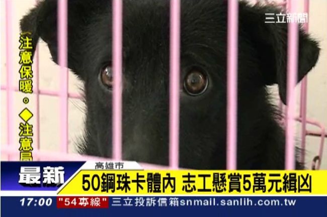 百鋼珠卡流浪狗體內　懸賞5萬揪狂徒