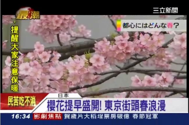 春神催櫻開！東京3/30浪漫綻放
