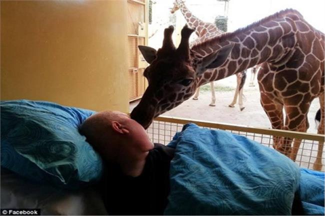 靈性長頸鹿　「吻別」垂死動物園工人