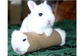 萌《愛玩滾筒寵物》誰叫你愛玩嘛　來源卡卡洛普　