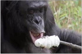 0402_猩猩烤棉花糖