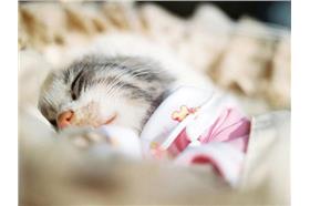 動物安詳顏_卡卡洛普