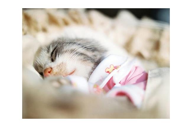 《動物安詳顏》 看起來就像睡著一樣