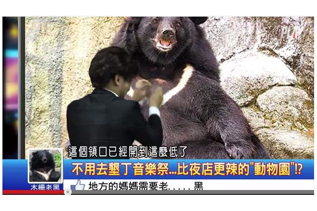 這隻黑熊領口開好低喔！模仿藝人爆紅