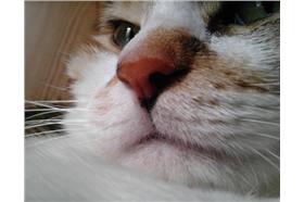 貓嘴魅力_卡卡洛普