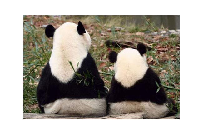 超像《動物親子照》可愛到讓人受不了