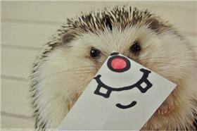 刺蝟丸太郎_卡卡洛普