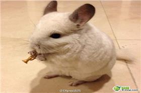 絨毛絲鼠_卡卡洛普