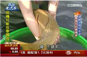 食尚生活家_千金養錦鯉