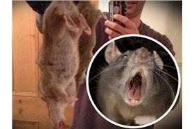 巨鼠(圖翻攝自鏡報)