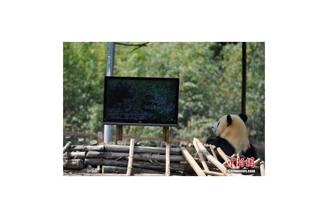 動物園裝電視　幫熊貓解相思之情