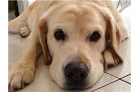 flickr cc 作者David de la Luz