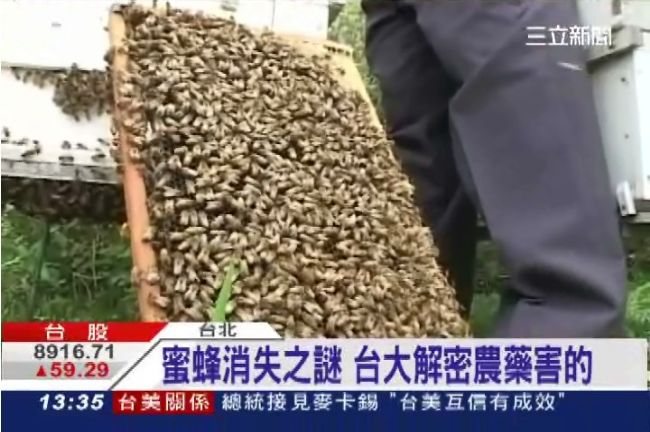 蜜蜂神秘消失　農藥益達胺害牠變笨