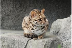 石虎－維基百科