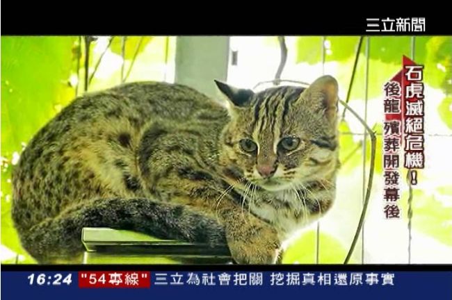 開發土地危害生態　可憐石虎瀕臨絕跡
