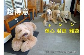 台灣之光！狗狗飯前禱告爆紅到國外