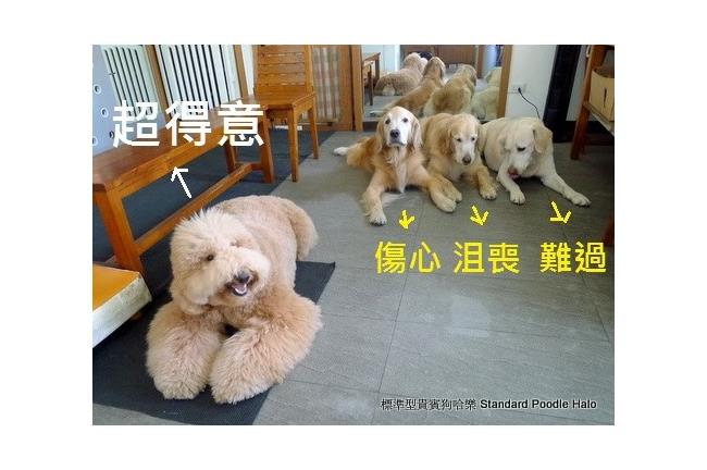 台灣神犬爆紅！飯前禱告影片國外瘋傳