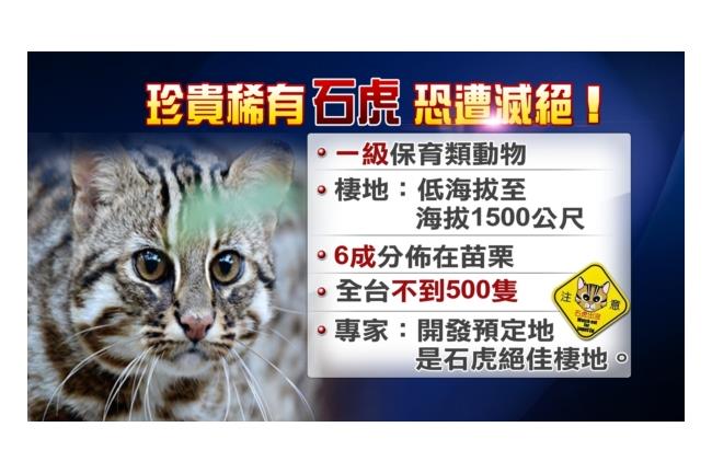 石虎保育不足　三義外環道環評退回