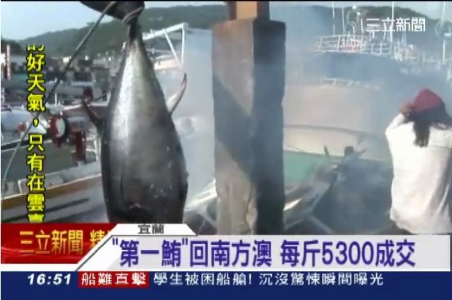 撈到了！宜蘭第一條黑鮪以71萬賣出